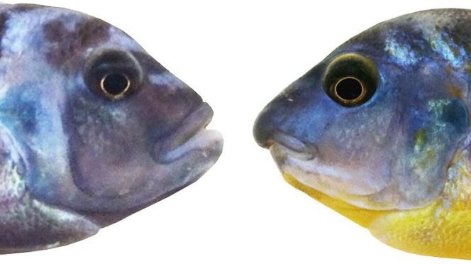 Photo of cichlid fish