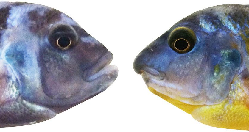 Photo of cichlid fish