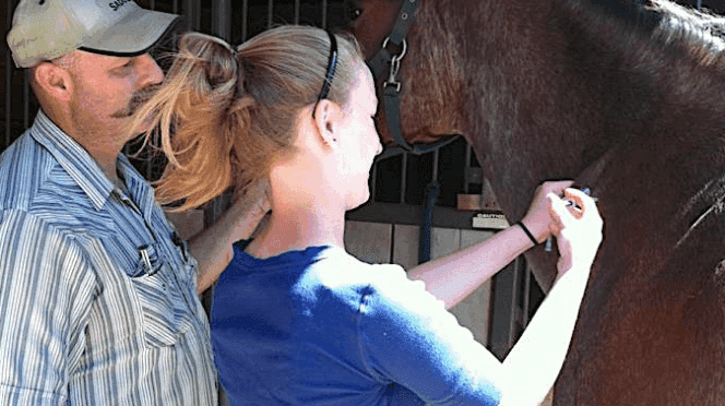 horse channel