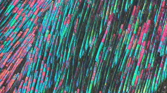 A Clemson doctoral candidate is studying feather coloration and evolution to help advance more realistic computer graphics.