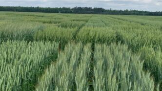 Small grain crops grow in field
