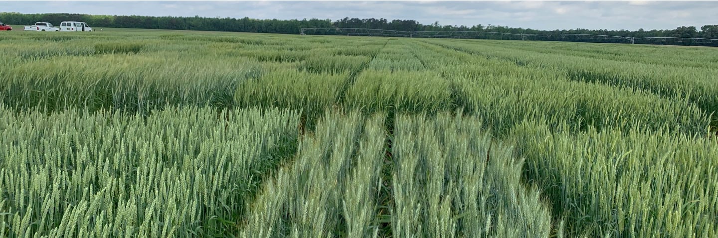 Small grain crops grow in field