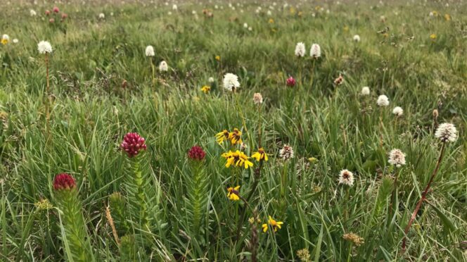 Wildflowers in Colorado