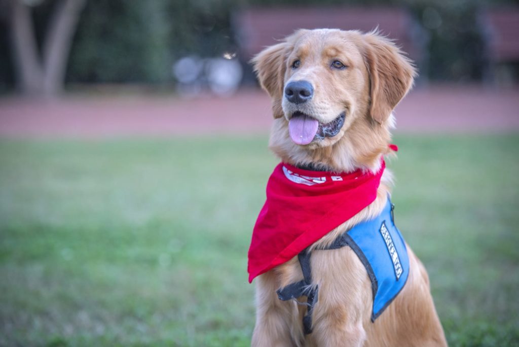 Clemson animal and veterinary sciences students foster service dogs for