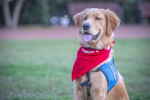 A golden retriever wearing a red bandana and service dog vest sits upright with his tongue hanging out