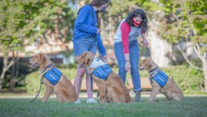 Three golden retrievers sit in profile in a row in front of two students wearing face masks