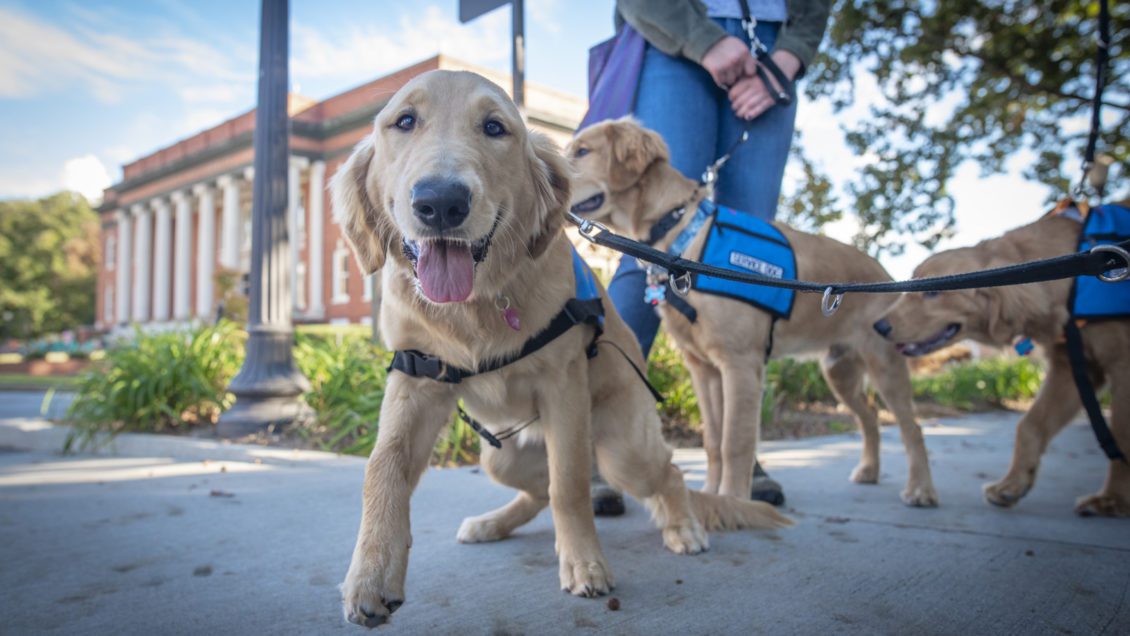 A golden retriever puppy lunges toward the camera with Sikes Hall visible behind him