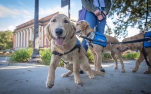 A golden retriever puppy lunges toward the camera with Sikes Hall visible behind him