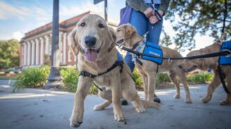A golden retriever puppy lunges toward the camera with Sikes Hall visible behind him