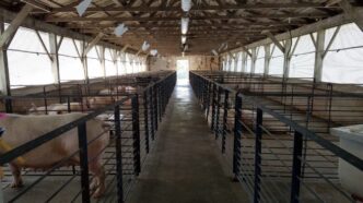 Starkey Swine Center