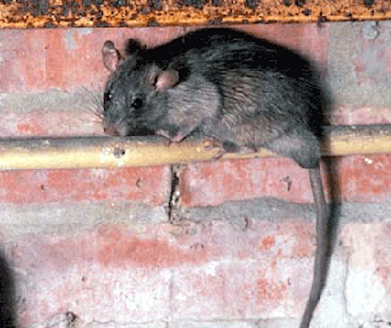 roof rat
