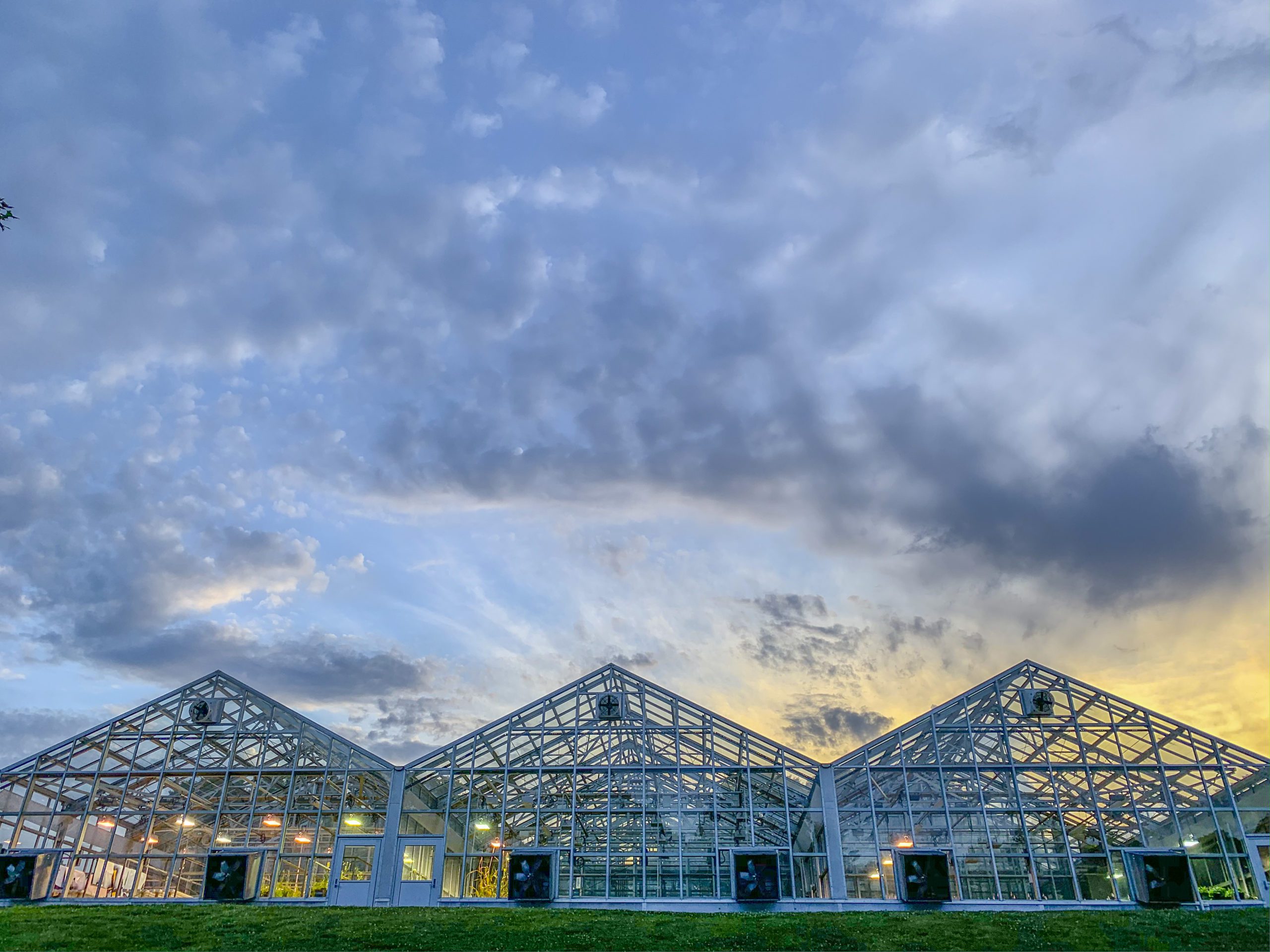 Three greenhouses with sunsetting in background.