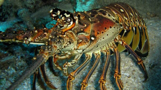 Spiny lobster