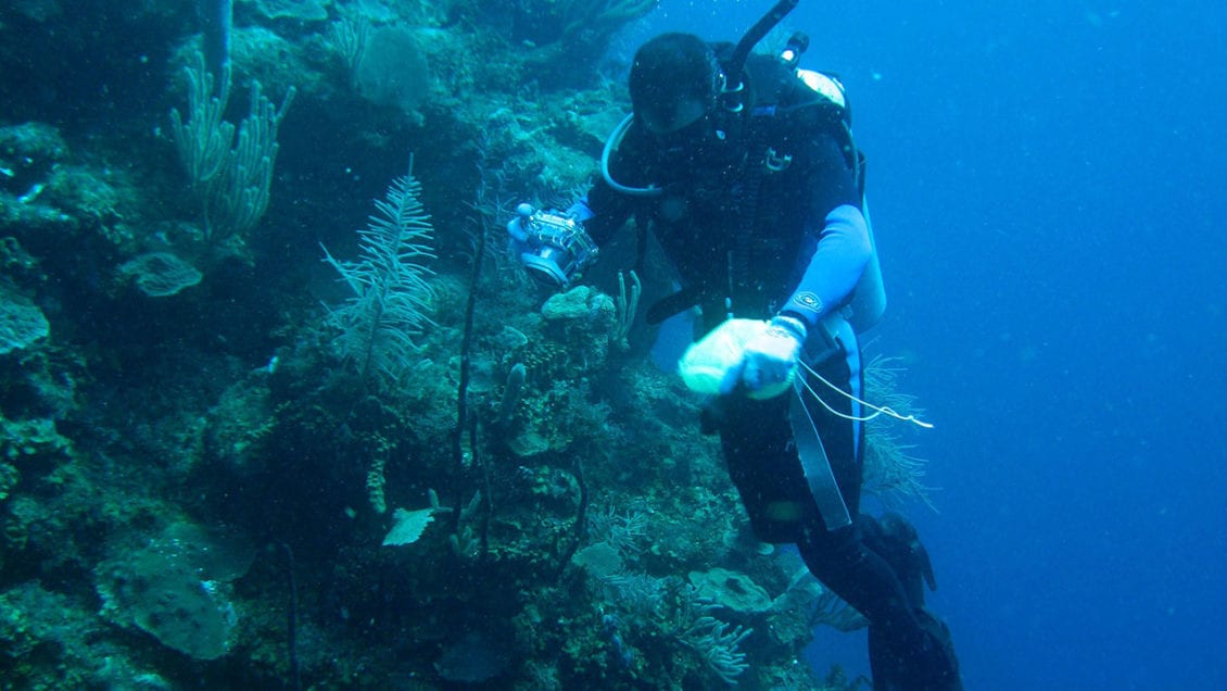 A diver wearing a wetsuit and a snorkel is underwater examining a coral reef.