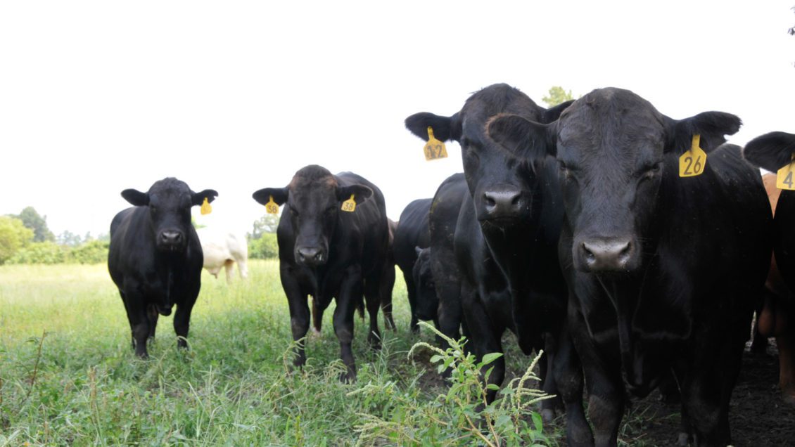 Black cows standing in grass.