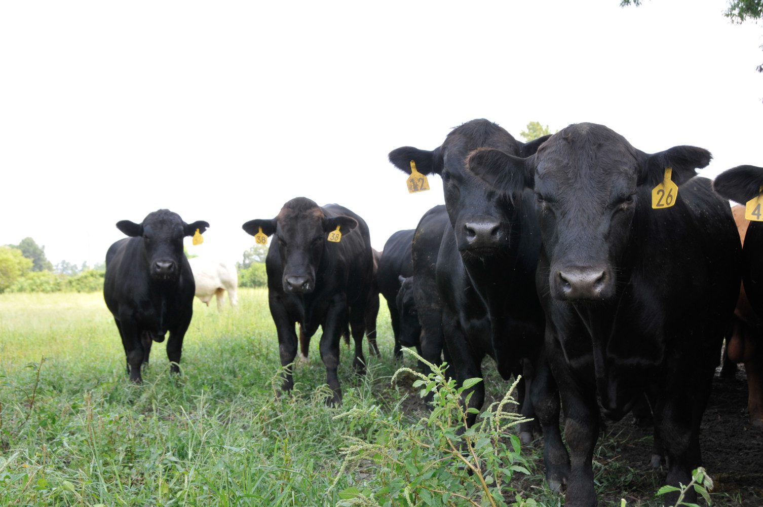 Black cows standing in grass.