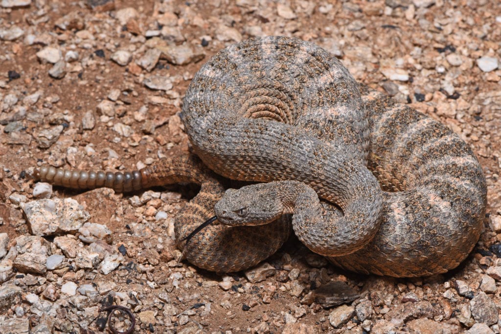 Rattlesnake in desert
