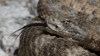 close-up of Tiger Rattlesnake head and tongue