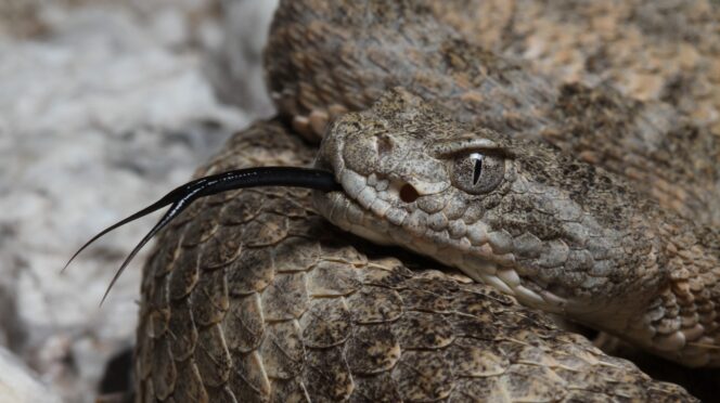 close-up of Tiger Rattlesnake head and tongue