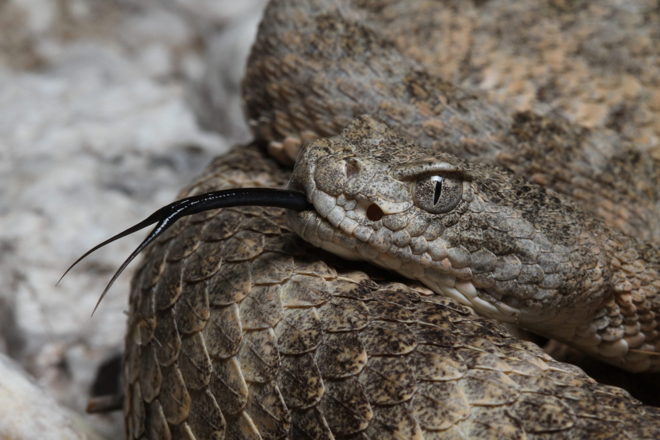 close-up of Tiger Rattlesnake head and tongue