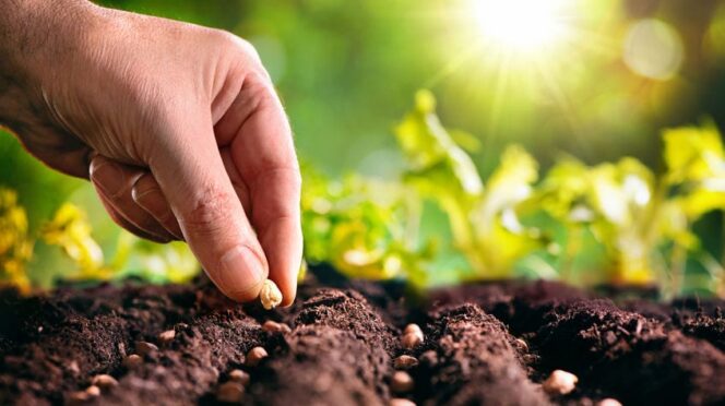 Hand planting seeds
