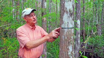 William Conner measures tree growth.