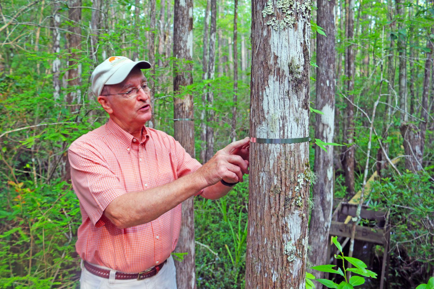 William Conner measures tree growth.