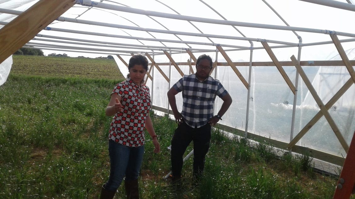 Clemson assistant professor Sruthi Narayanan and graduate student Zolian Zoong Lwe study how heat stress affects peanuts as they work to develop heat-tolerant peanut varieties.