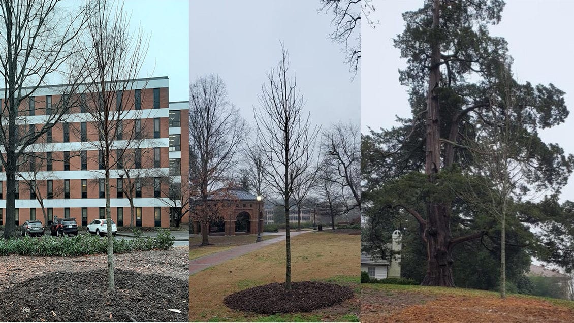 These are three of the trees donated by the fraternity: (from left) a red maple in front of Edwards Hall, a bald cypress in North Park beside Douthit Hills and a nuttall oak at Fort Hill.