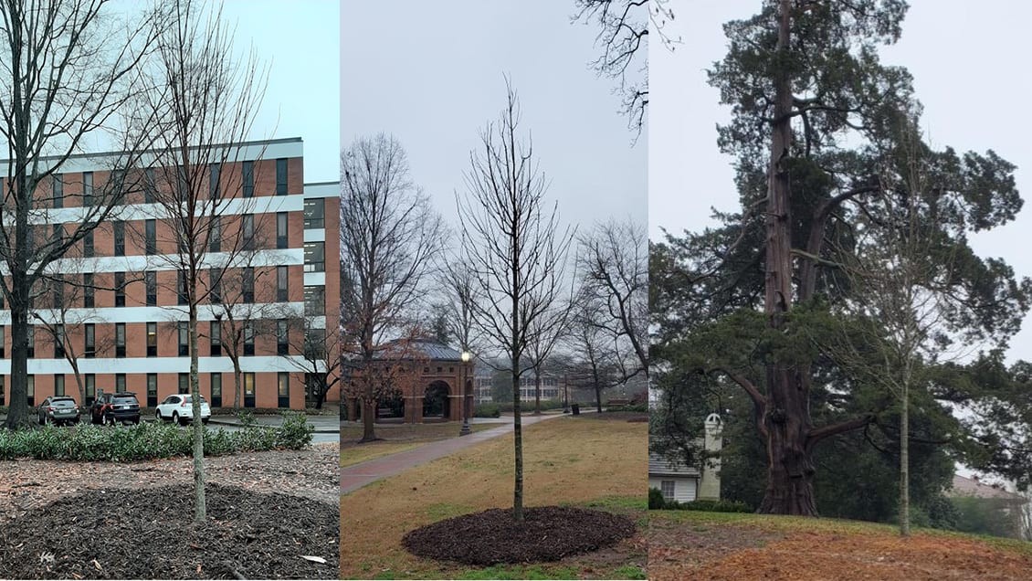 These are three of the trees donated by the fraternity: (from left) a red maple in front of Edwards Hall, a bald cypress in North Park beside Douthit Hills and a nuttall oak at Fort Hill.