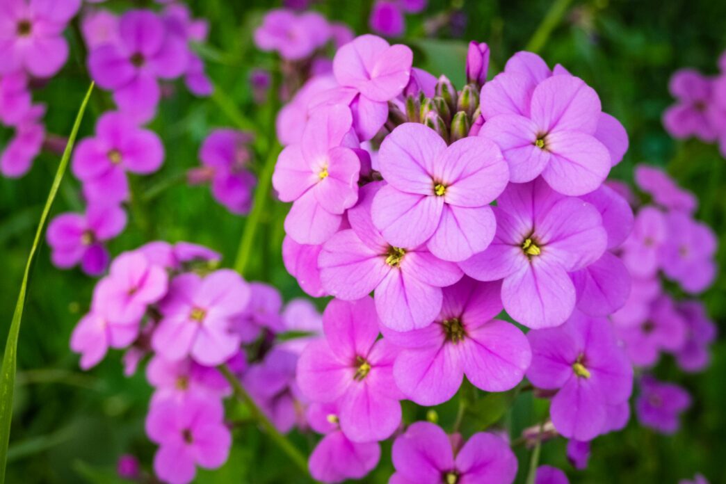 purple flowers