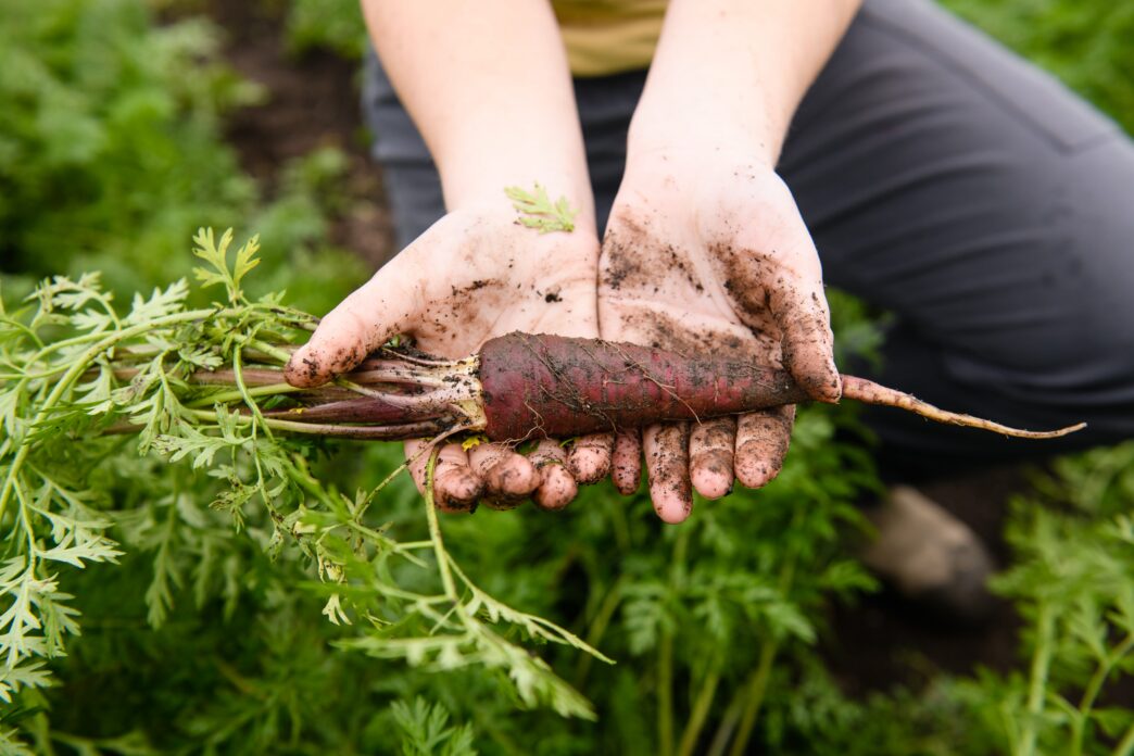 A student farmer holds a carrot that has just been pulled from the earth.