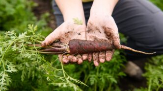 A student farmer holds a carrot that has just been pulled from the earth.