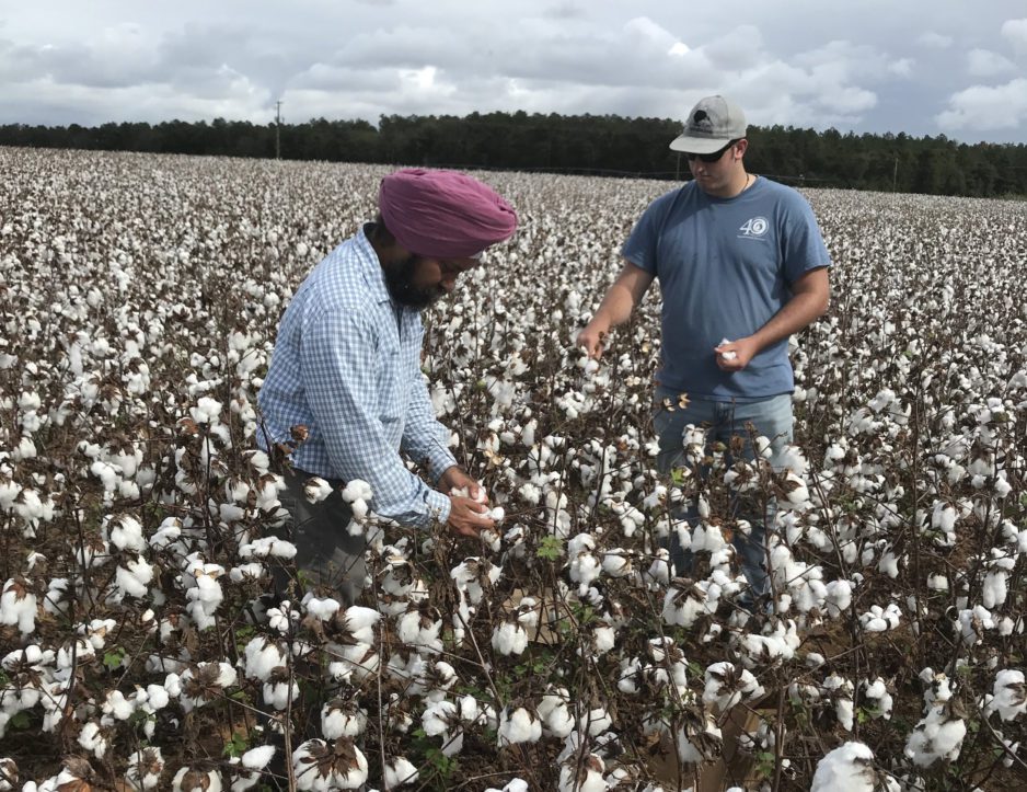 Clemson soil nutrient management specialist Bhupinder Farmaha and master's student study how utilizing cover crops and conservation tillage in cotton may be just what the doctor ordered for healthy soils.