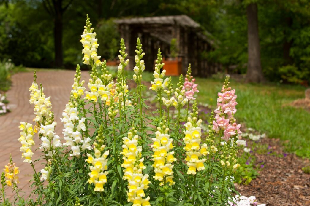 The South Carolina Botanical Garden is holding its 2021 Spring Plant Sale online.