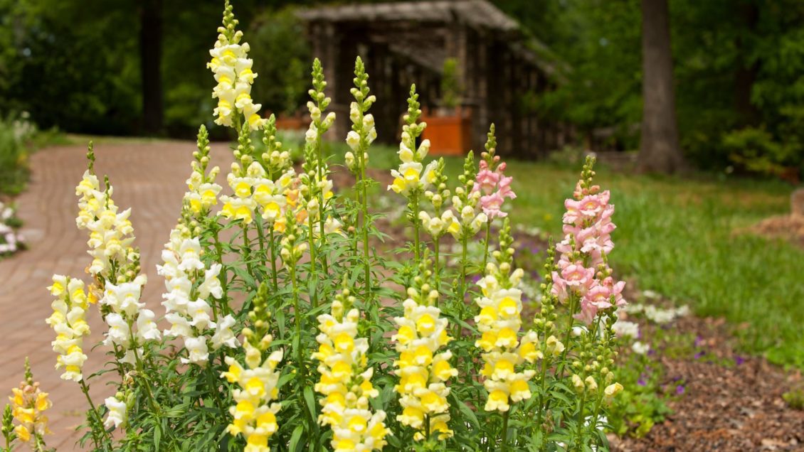 The South Carolina Botanical Garden is holding its 2021 Spring Plant Sale online.
