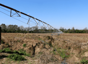 Clemson researchers have developed a new calculator row crop farmers can use to fertigate crops through a center pivot irrigation system.