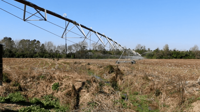 Clemson researchers have developed a new app farmers can use to optimize liquid fertilizers used to feed crops through irrigation systems.