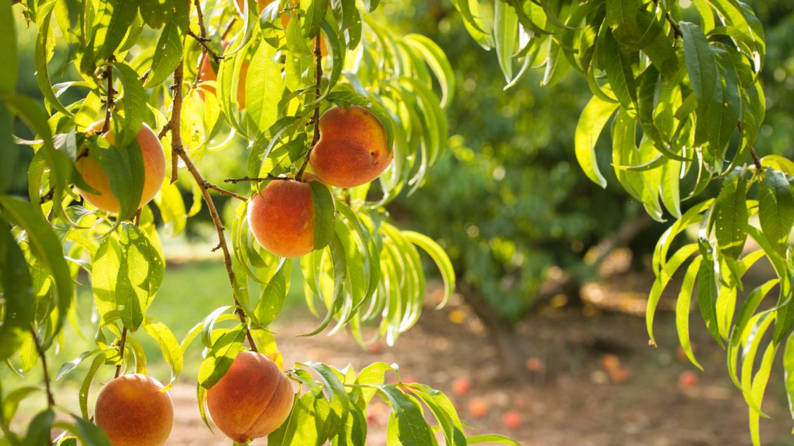 Close up of a peach tree in Clemson's Musser Fruit Research Center