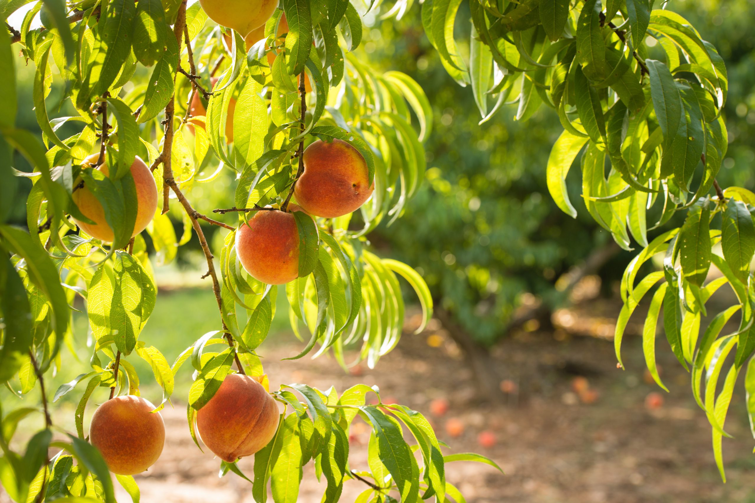 Close up of a peach tree in Clemson's Musser Fruit Research Center
