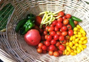 Basket of garden vegetables (tomatoes and peppers).