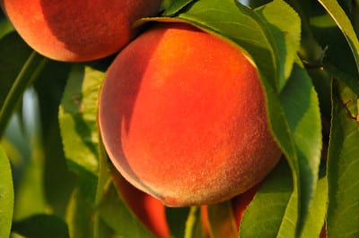 Close-up of a peach on a tree.