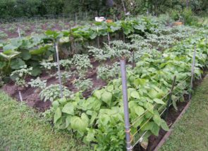 Vegetable garden with rows of green plants.