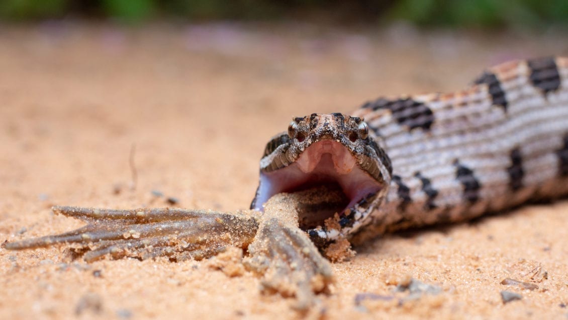 Western pygmy rattlesnake eating a frog