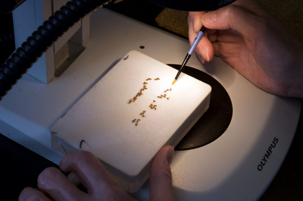 fruit flies under a microscope