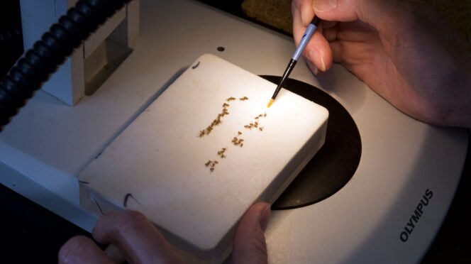 fruit flies under a microscope