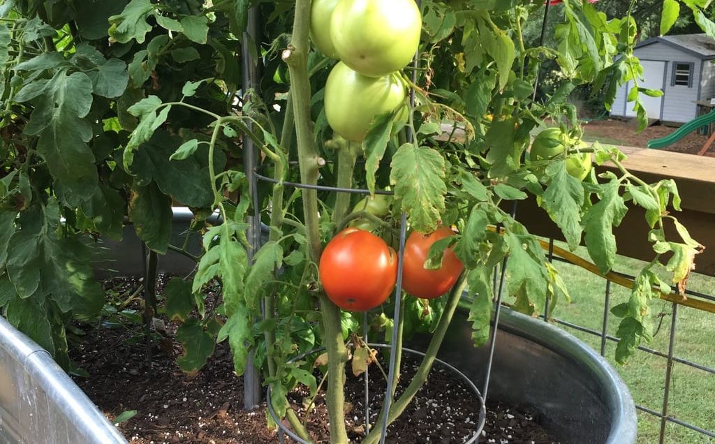 Tomato plant in a container garden.