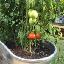 Tomato plant in a container garden.