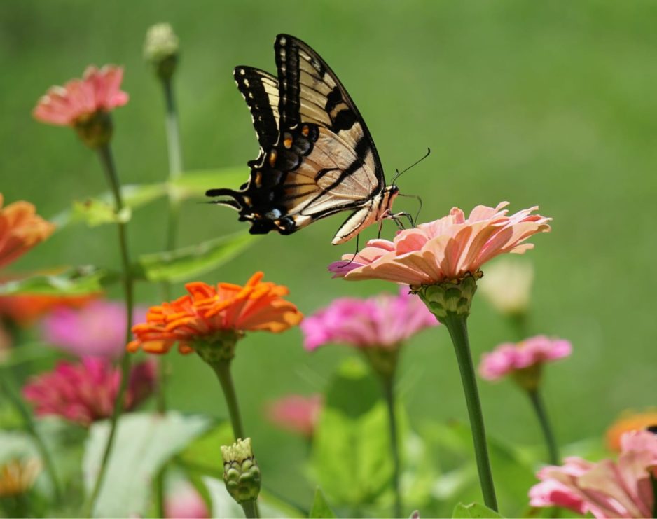 Seasonal blooms: How to create a cutting garden | Clemson News