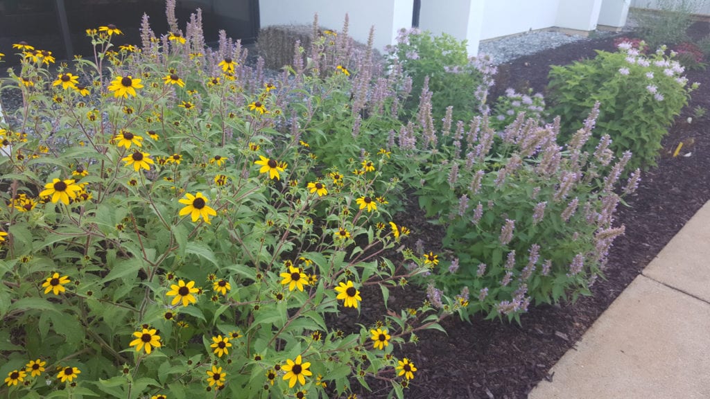 Flower bed with purple and yellow flowers and mulch.